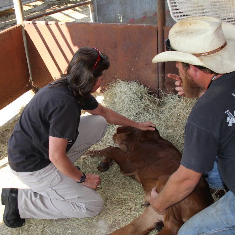 Food animal vet loan repayment program deadline is Sept. 13